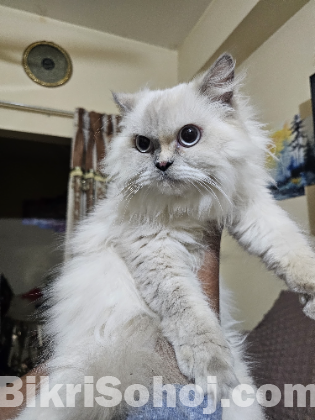 Himalayan Cat